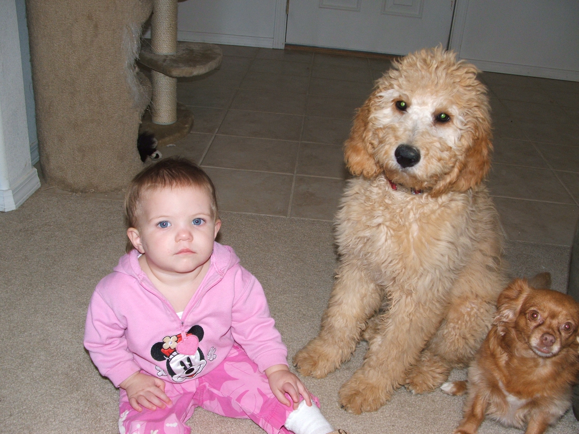 Grace Goldendoodle